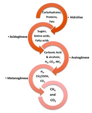 O processo de biodigestão anaeróbia