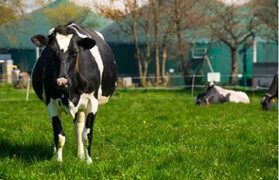 Produção de Biogás com Resíduos da Pecuária